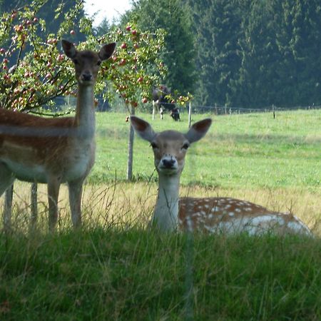 Hotel Und Landgasthof Zum Bockshahn Spessart  ภายนอก รูปภาพ