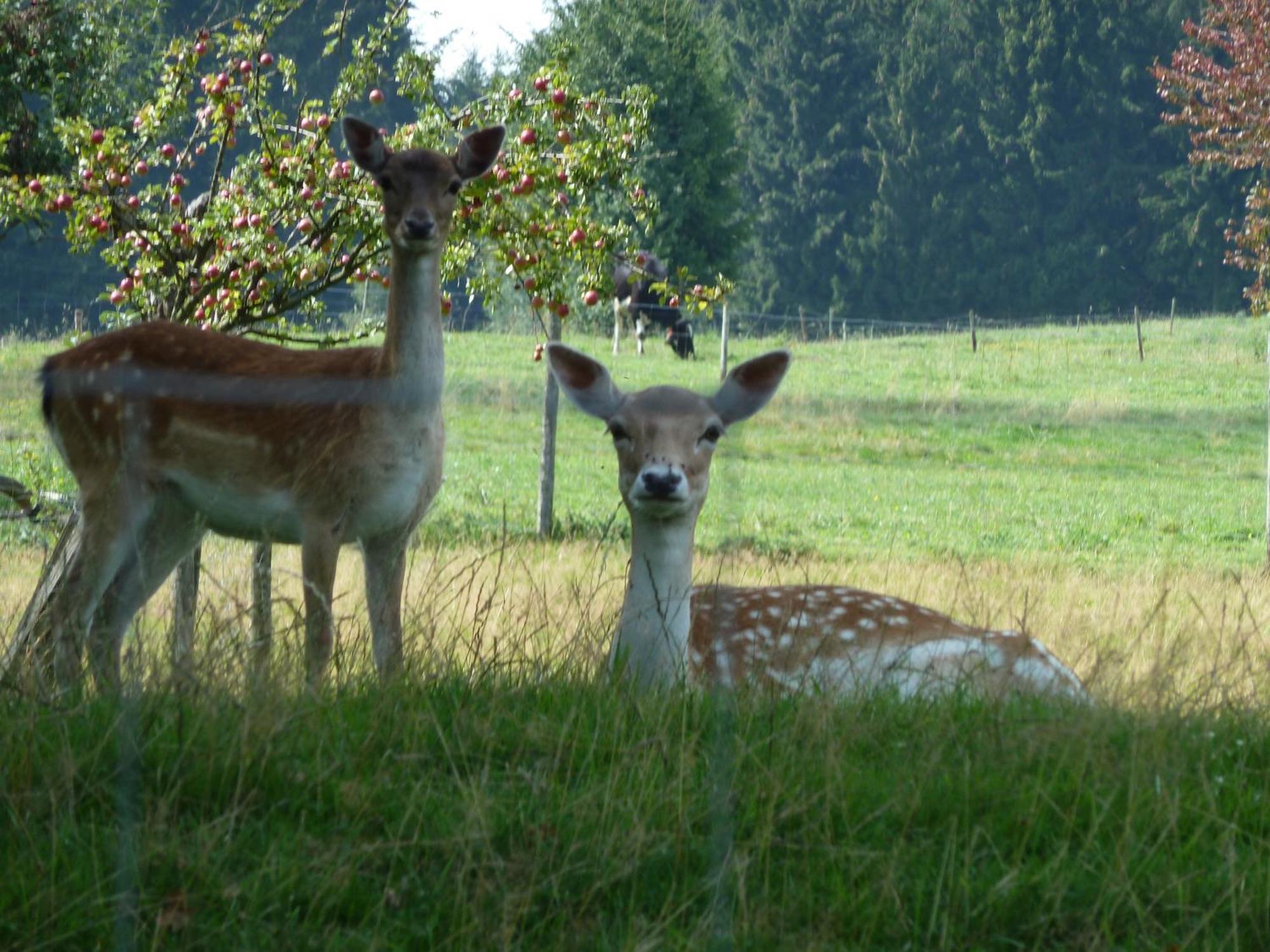 Hotel Und Landgasthof Zum Bockshahn Spessart  ภายนอก รูปภาพ